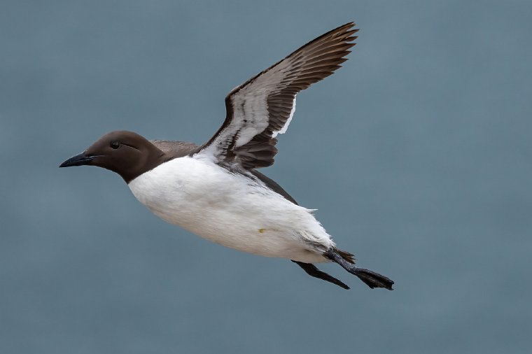 026 Farne eilanden, zeekoet.jpg